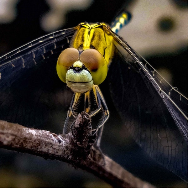Dragonflies Image
