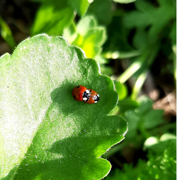 Saucy, sex-crazed space beetles: it's the ladybird show! Image