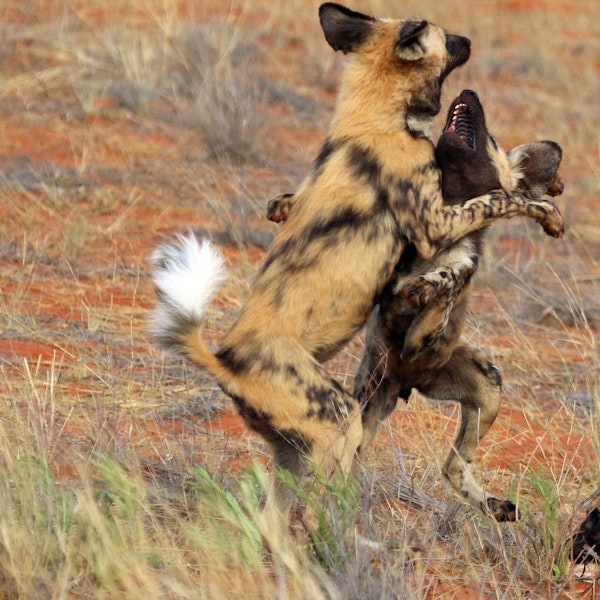 African Wild Dogs: a love story Image