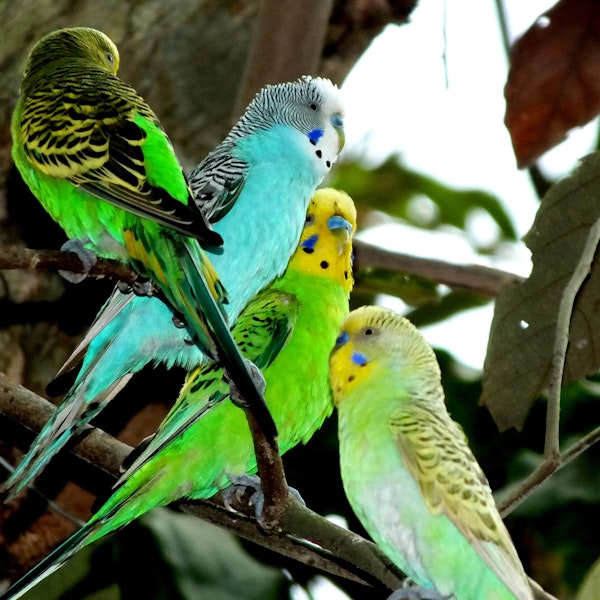 Budgie Business Image