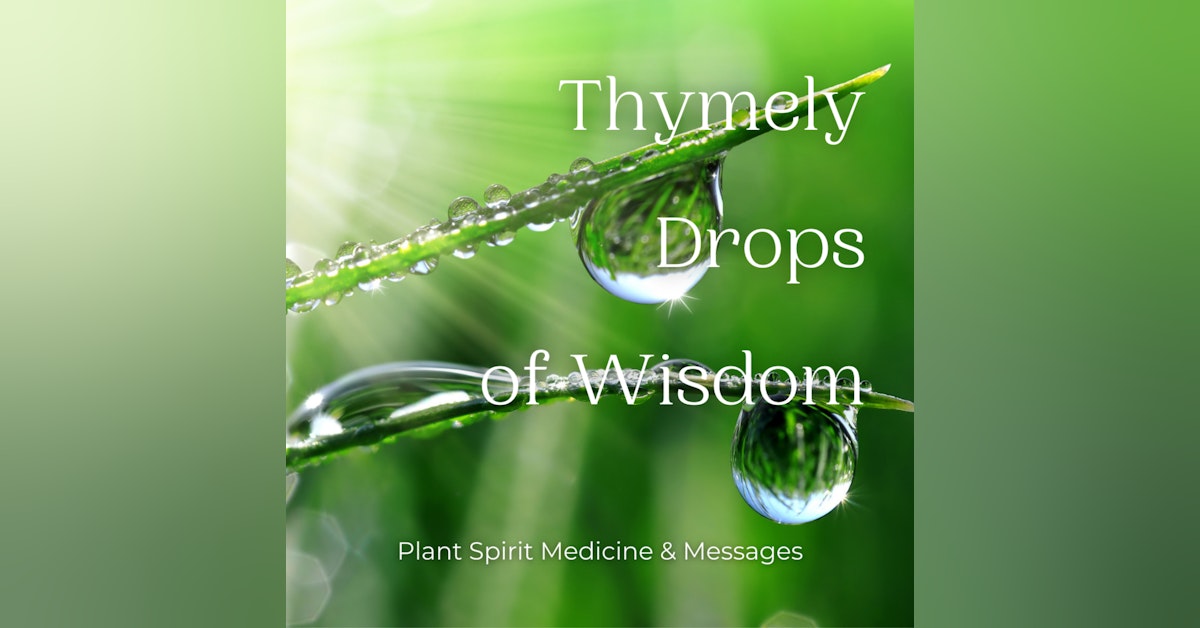 Mimosa + Elderflower Guided Meditation