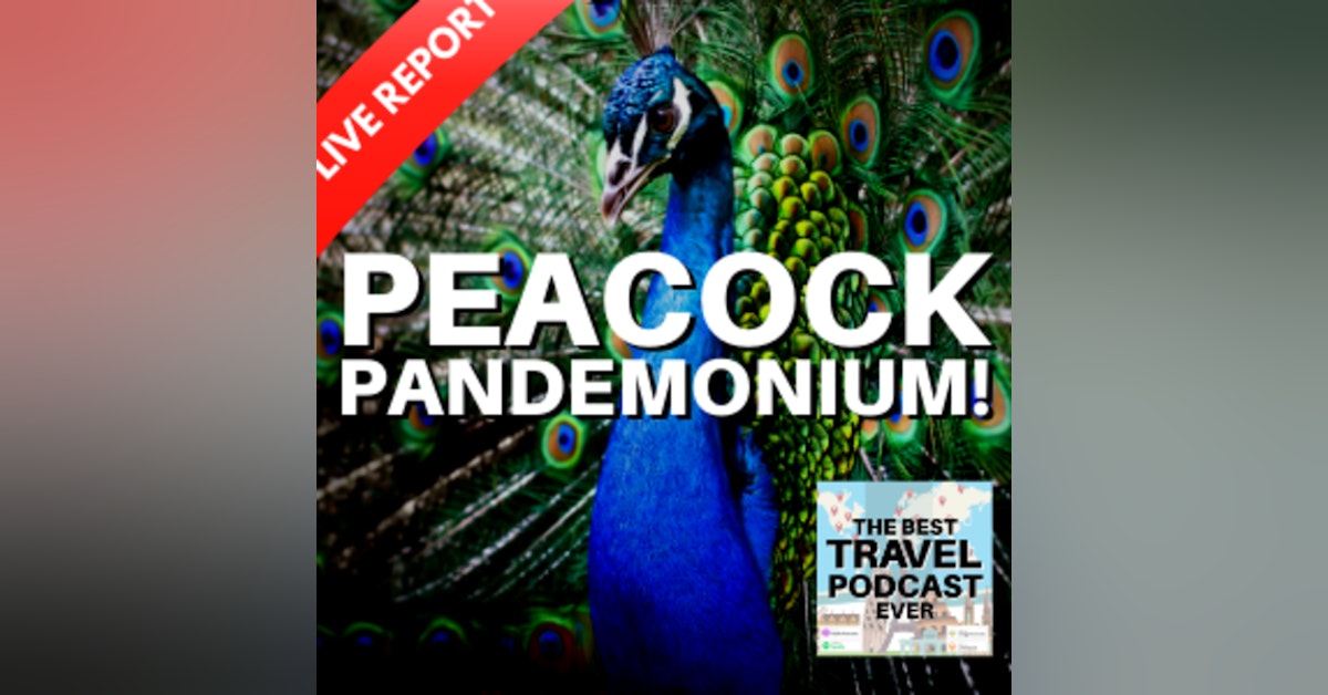 Peacock Pandemonium