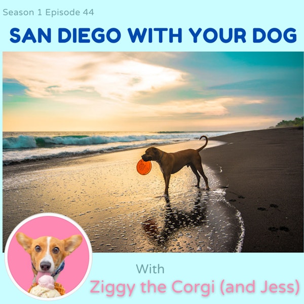 San Diego with Your Dog Image