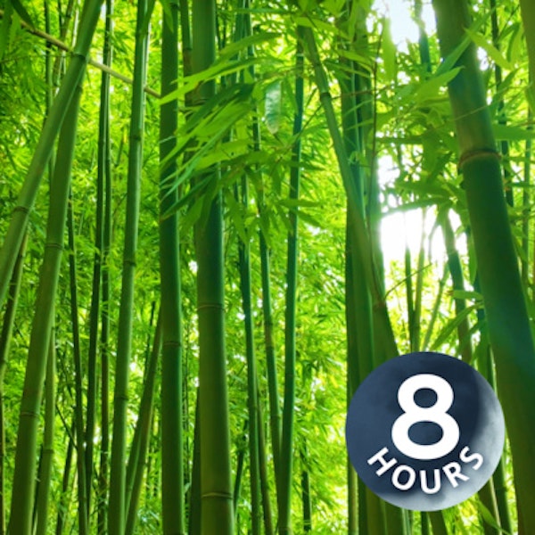 Bamboo Forest Wind Sounds 8 Hours | White Noise for Studying, Sleeping, Relaxation Image