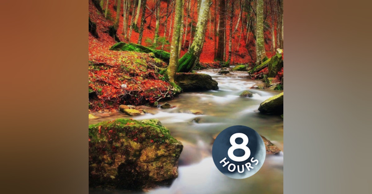 Babbling Brook in the Woods 8 Hours | Study, Sleep or Relax to Water Sounds