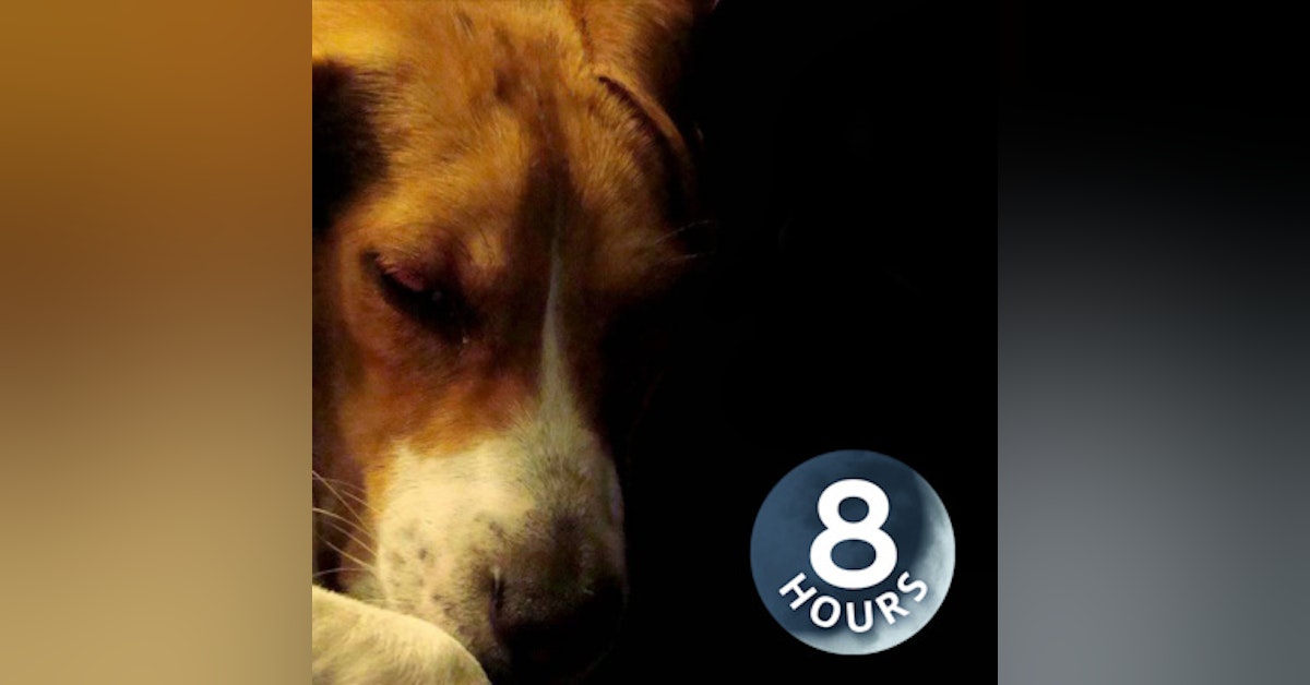 Calm Your Dog 8 Hours | Rain Sounds to Soothe an Anxious Dog