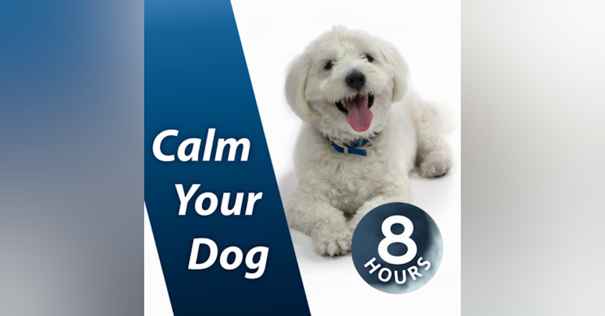 Calm Your Dog with White Noise 8 Hours | Relaxing Sound Soothes Puppy Anxiety Fast