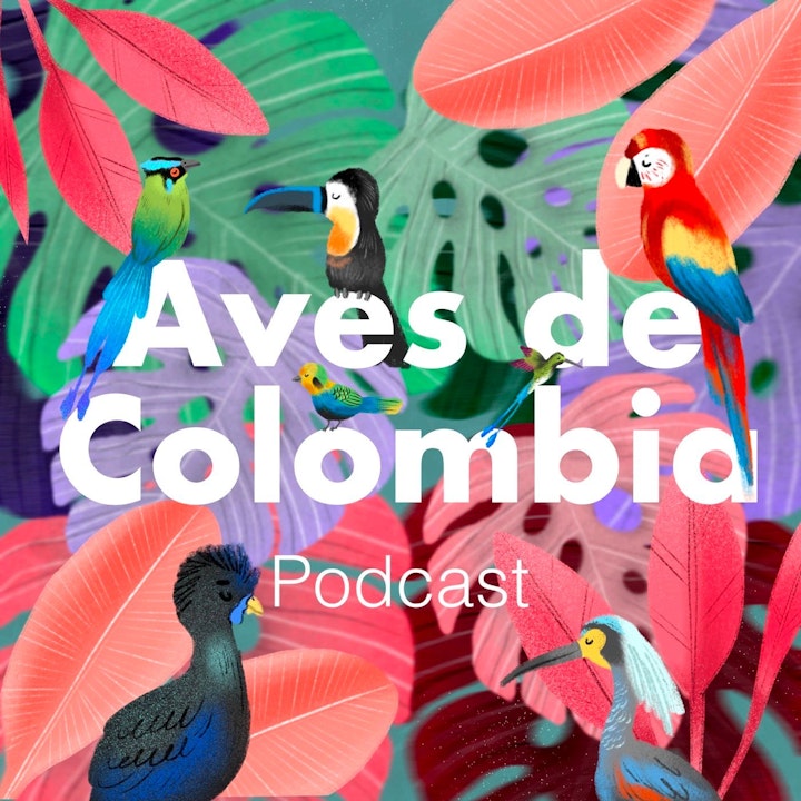 Aves de Colombia- Colombian Birds.