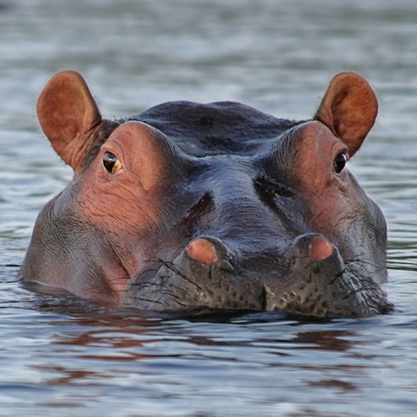 Hipopótamos en Colombia y su incidencia en la avifauna nativa. Image