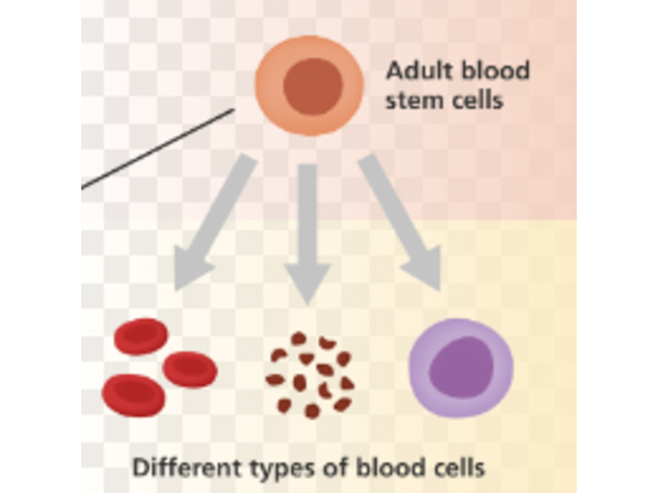 Dr. David Steenblock - Stem Cells and Regenerative Medicine
