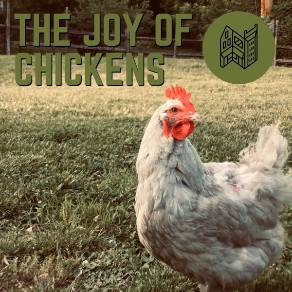 The Joy Of Chickens Image