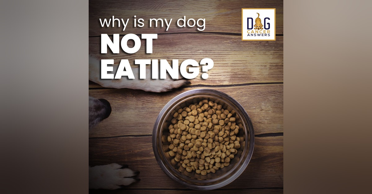 Why Is My Dog Not Eating? | Dr. Trina Hazzah Deep Dive
