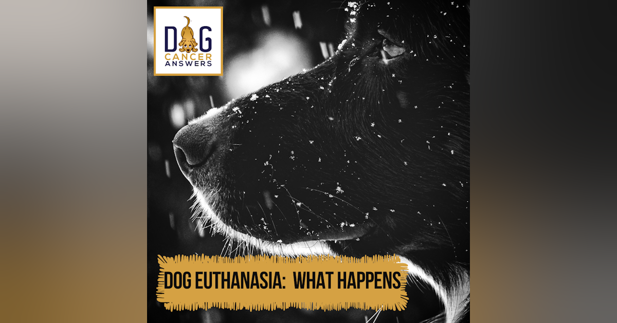 Dog Euthanasia: What Happens │ Dr. Nancy Reese Q&A