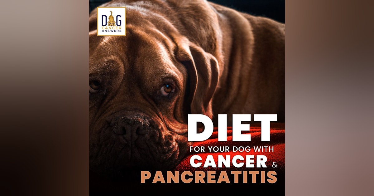 Pancreatitis Dog Diet for Cancer │ Dr. Nancy Reese Q&A