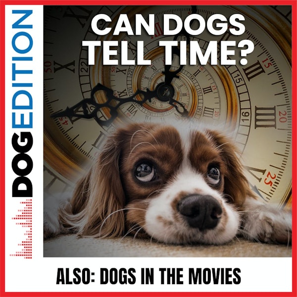 Can Dogs Tell Time? | Dogs In The Movies | Dog Edition #34