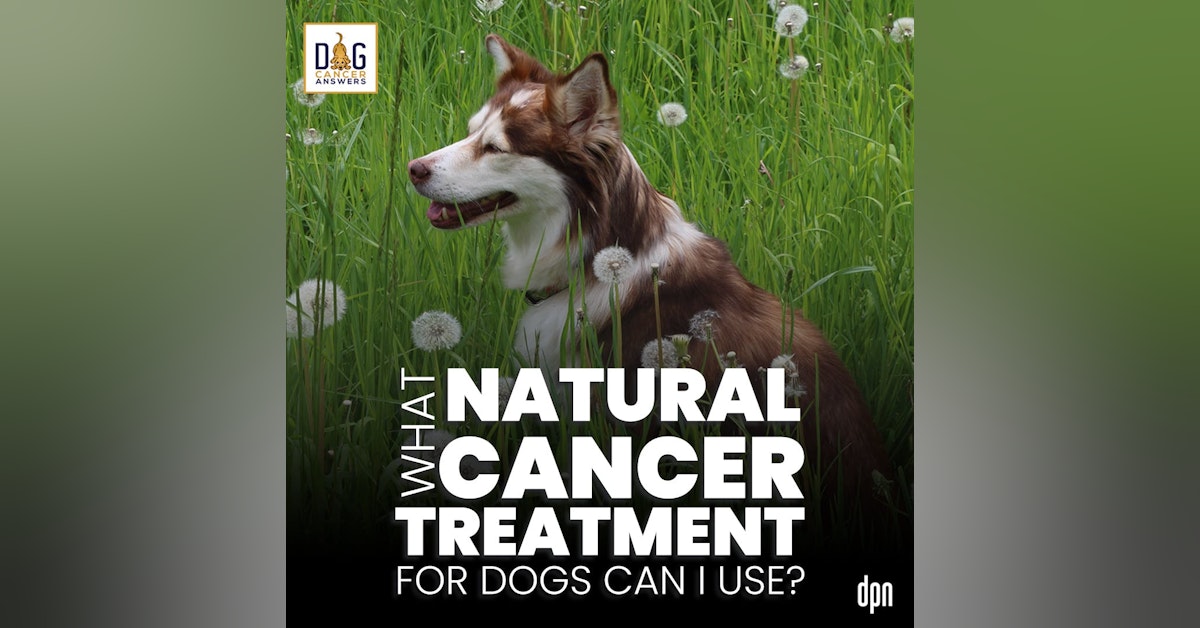 What Natural Cancer Treatment for Dogs Can I Use? | Dr. Nancy Reese Q&A