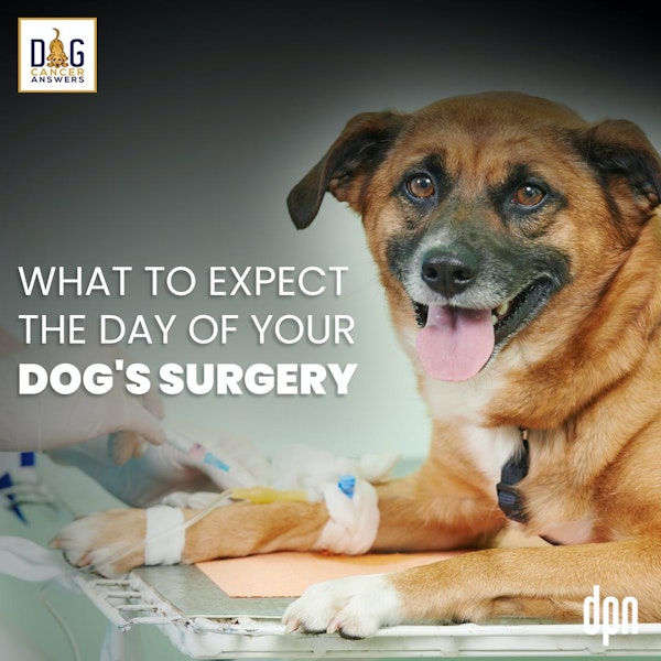 What to Expect the Day of Your Dog’s Surgery | Kate Basedow Deep Dive