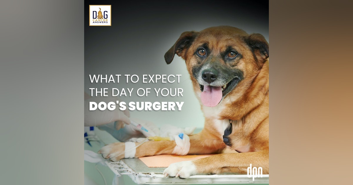 What to Expect the Day of Your Dog’s Surgery | Kate Basedow Deep Dive