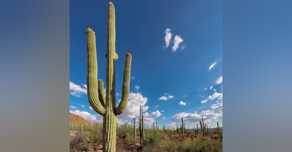 #76: Mailbag: Where to hike in Saguaro National Park, and much more!
