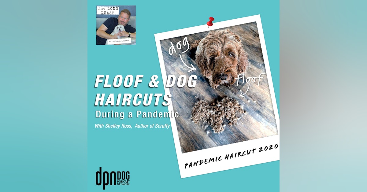 Floof & Dog Haircuts During a Pandemic | The Long Leash