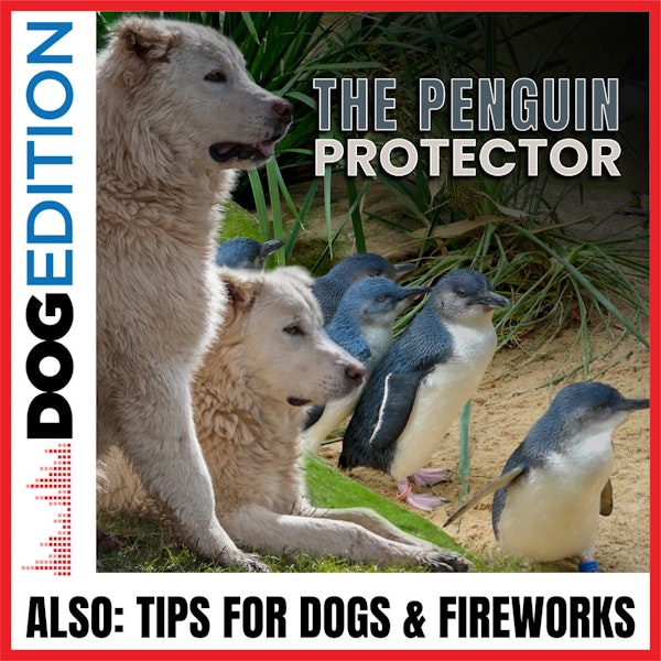 The Penguin Protectors | Tips for Dogs & Fireworks | Dog Edition #24