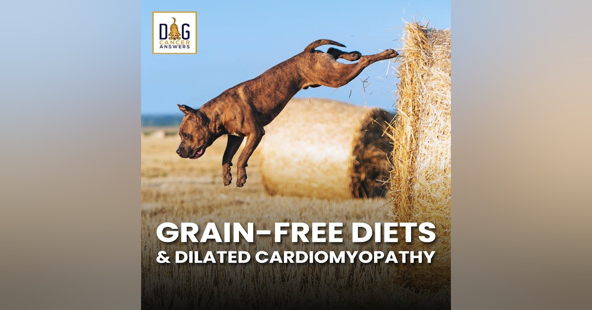 Grain Free Diets and Dilated Cardiomyopathy | Dr. Nancy Reese, DVM, PhD and Dr. Kendra Pope, DVM, DACVIM Deep Dive
