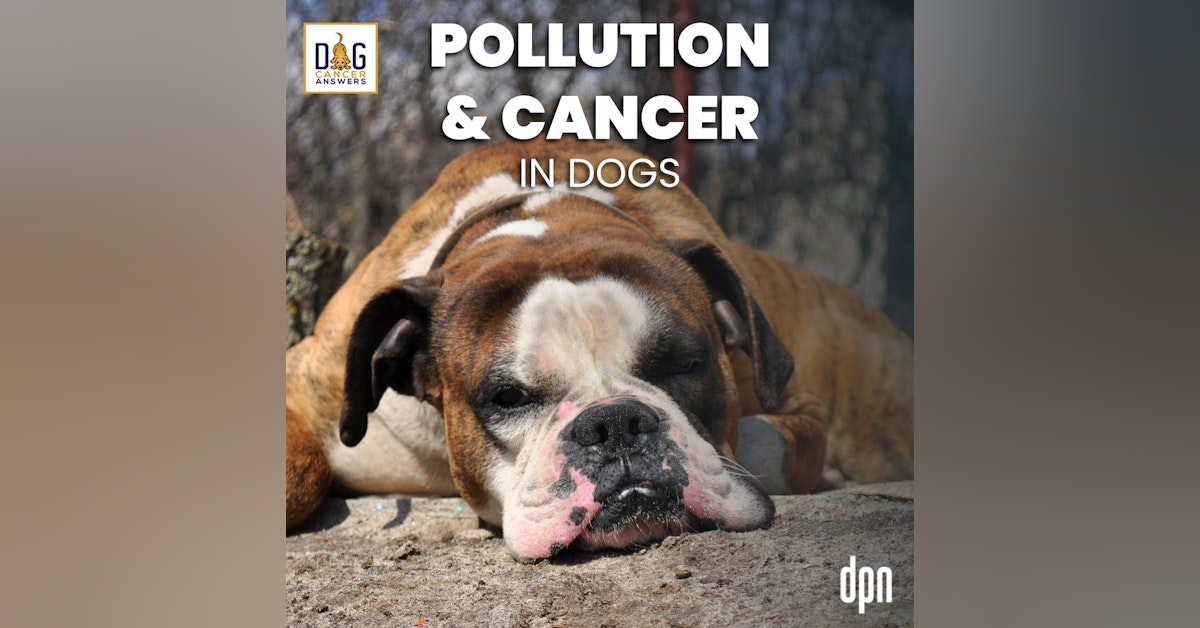 Pollution and Cancer in Dogs | Dr. Lauren Trepanier #176