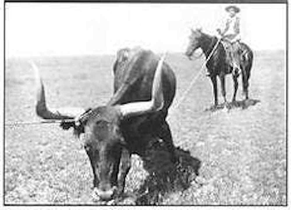 The Texas Cattle Drives of 1866 to 1890 Part 7