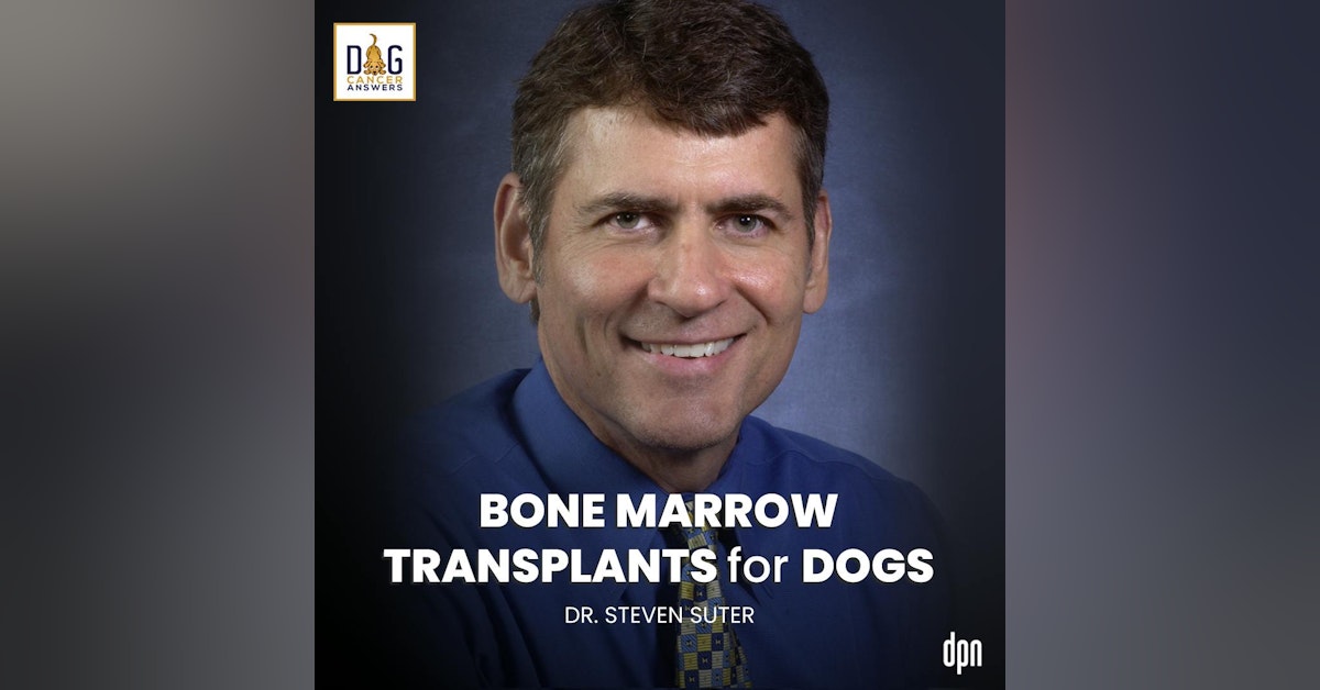 Bone Marrow Transplants for Dogs | Dr. Steven Suter