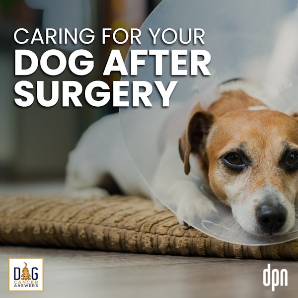 Caring for Your Dog After Surgery | Kate Basedow Deep Dive