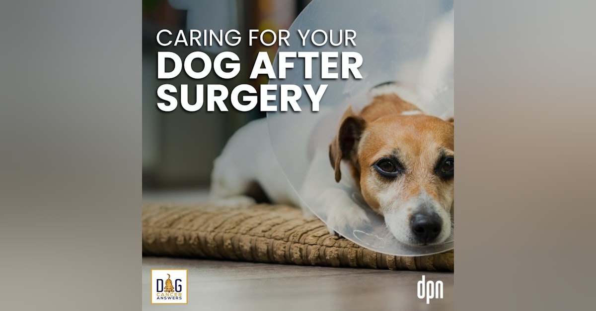 Caring for Your Dog After Surgery | Kate Basedow Deep Dive