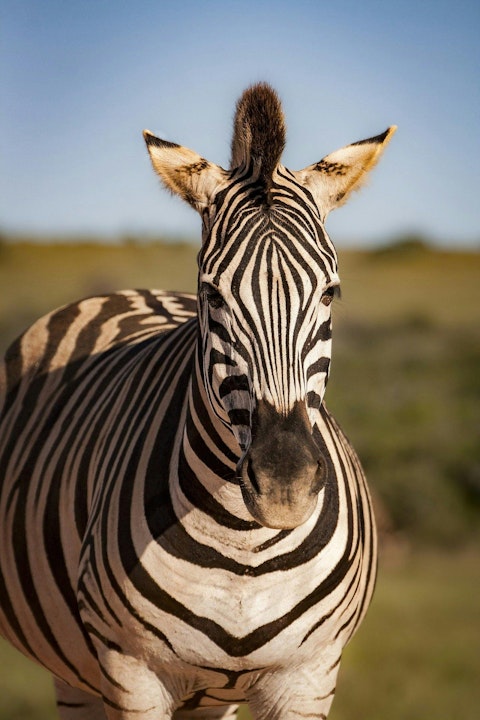 Can a Zebra EVER Change His Stripes? Should We Trust Him To? Image