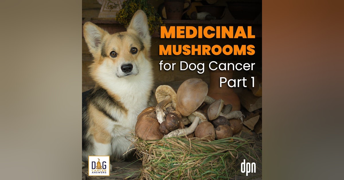 Medicinal Mushrooms for Dog Cancer Part 1 | Dr. Robert Silver #188