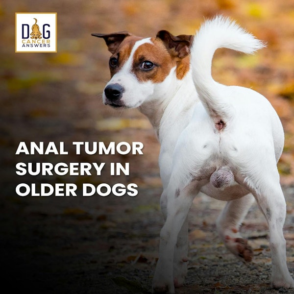 Anal Tumor Surgery In Older Dogs │ Dr. Nancy Reese Q&A