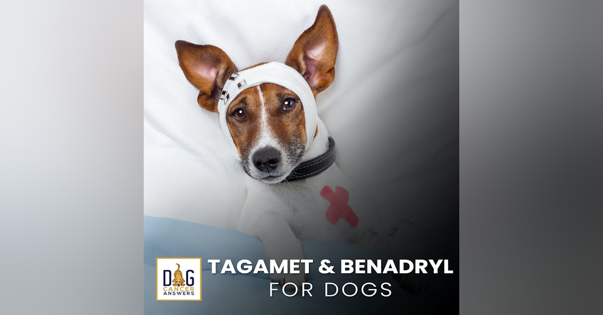 Tagamet and Benadryl for Dogs | Nancy Reese, DVM, MPVM, PhD Deep Dive
