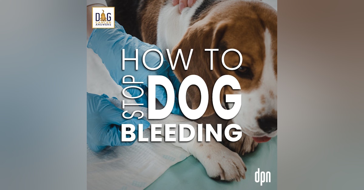 How to Stop Dog Bleeding | Dr. Nancy Reese Deep Dive