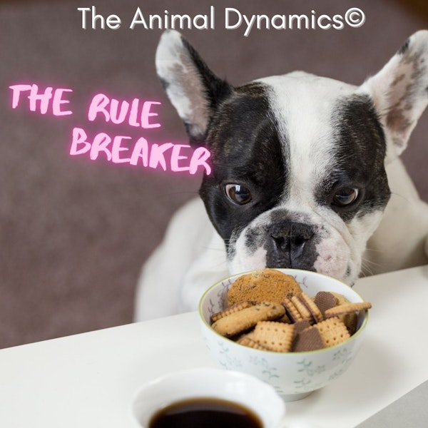 Conversations With Coryelle- The Adventurous Rule Breaker Image