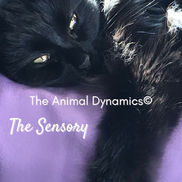Conversations With Coryelle- Animal Dynamic's The Sensory Image