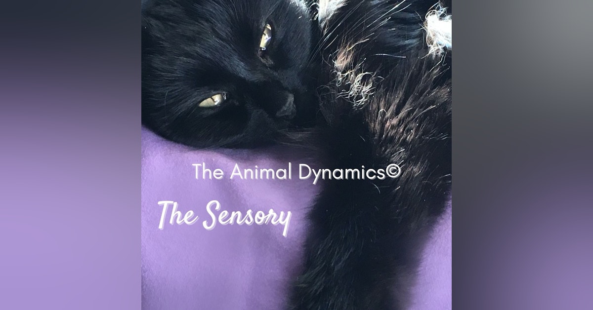 Conversations With Coryelle- Animal Dynamic's The Sensory