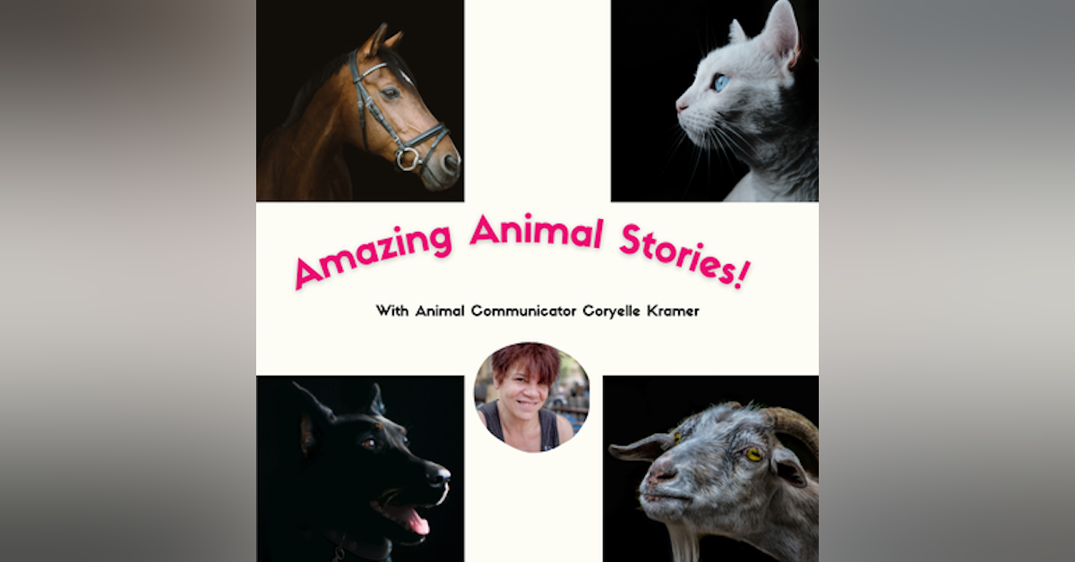 Amazing Animal Stories with Coryelle Kramer
