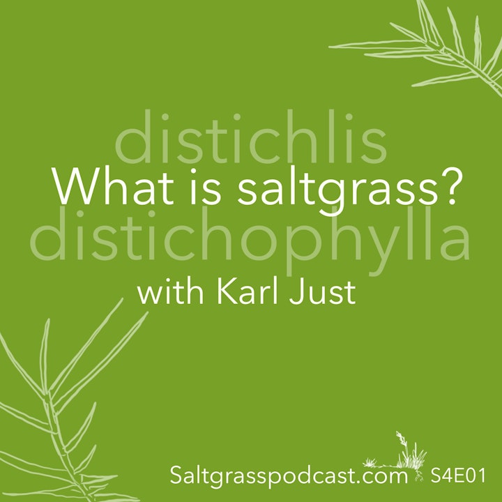 S4 E01 What is Saltgrass?