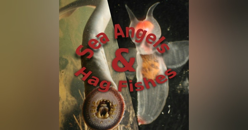 Ocean Lovin' 2020 - Sea Angels and Hagfish