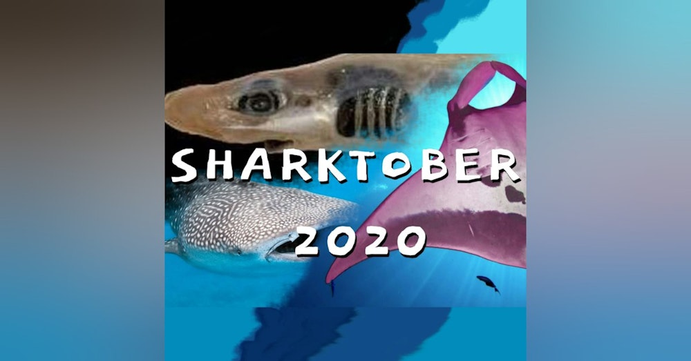 Sharktober 2020 with Melissa Cristina Márquez