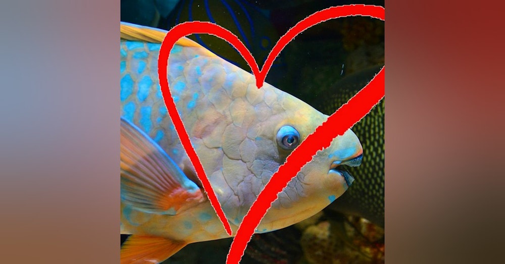 Ocean Lovin' 2 - Parrotfish