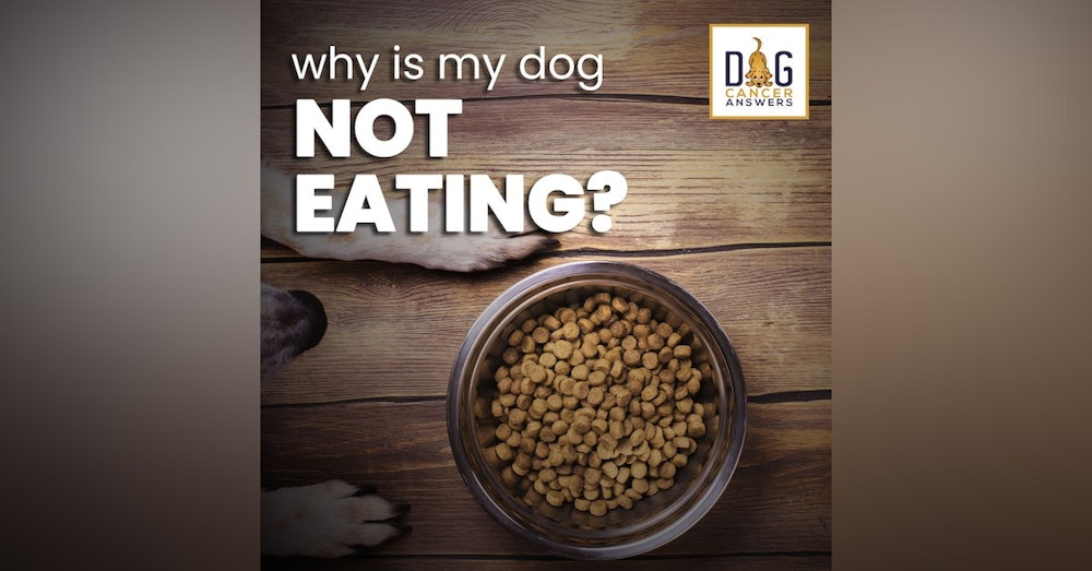 Why Is My Dog Not Eating? | Dr. Trina Hazzah Deep Dive