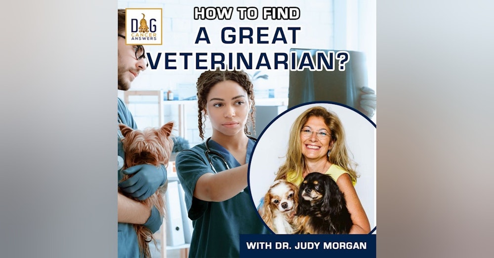 How to Find a Great Veterinarian | Dr. Judy Morgan Deep Dive
