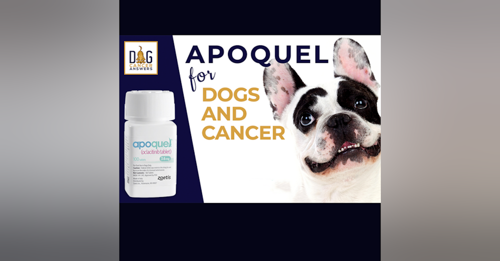 Apoquel for Dogs and Cancer │ Dr. Nancy Reese Q&A