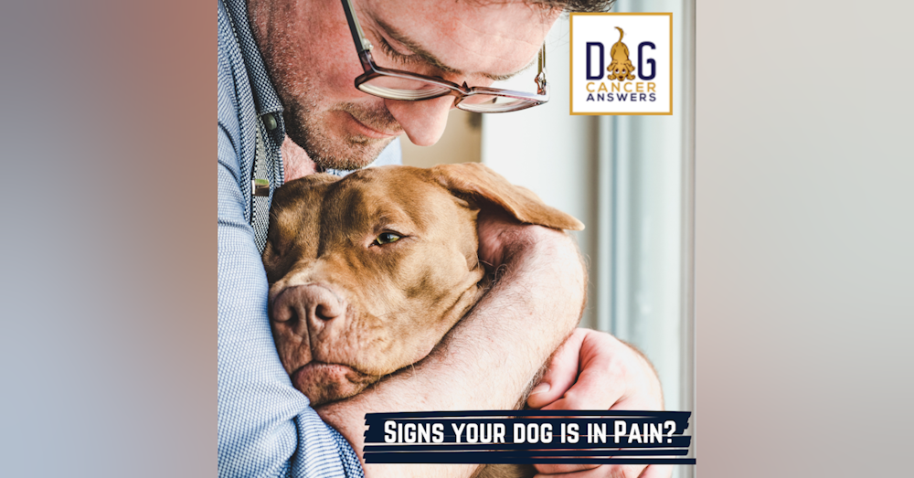 Signs Your Dog Is in Pain | Dr. Demian Dressler Deep Dive