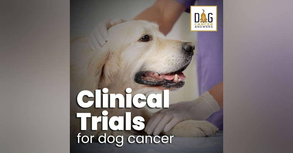 Clinical Trials for Dog Cancer | Dr. Trina Hazzah Deep Dive