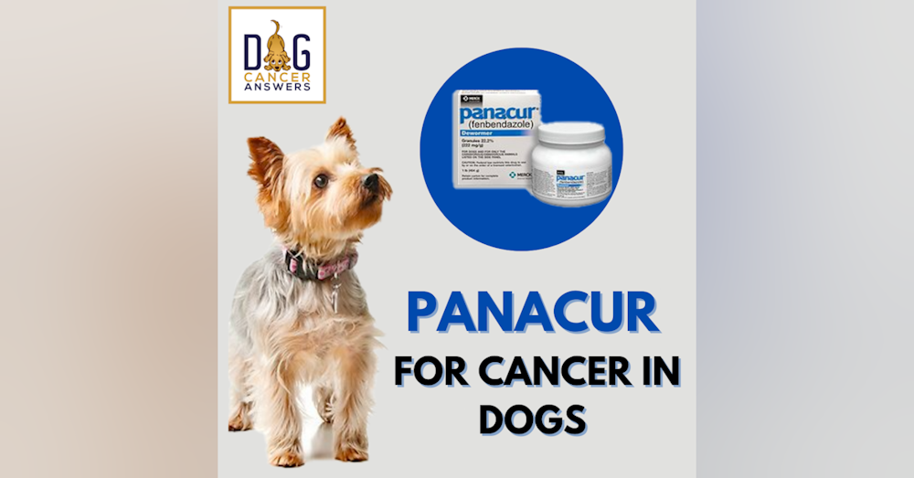 Panacur for Cancer in Dogs │ Dr. Nancy Reese Q&A